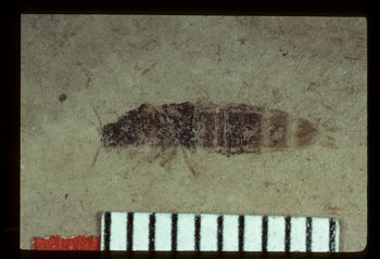Media type: image; Entomology PALE-1549